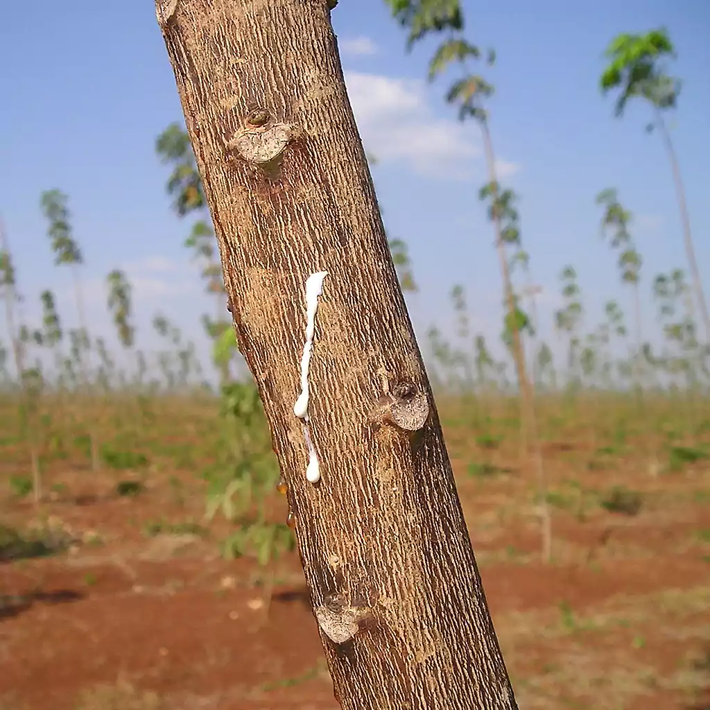 Un árbol de caucho del que sale látex de una incisión perforada. Al fondo, una plantación de árboles de caucho jóvenes se extiende a lo lejos. (Foto: Simon/Pixabay)